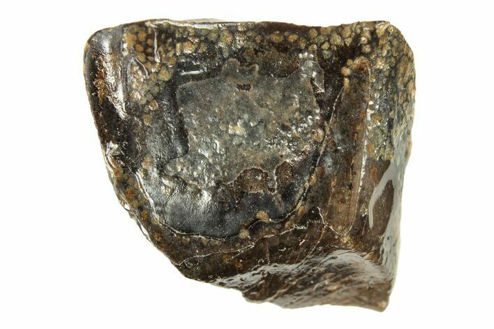 Dinosaur (Triceratops) Tooth - Wyoming #265930